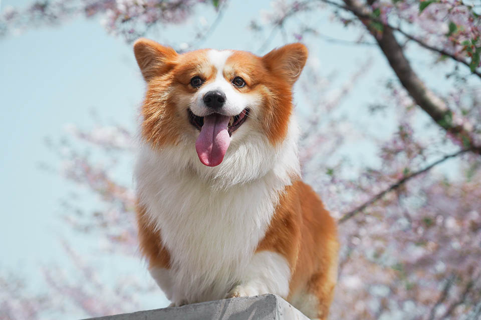 狗狗可以吃益生菌嗎？狗狗益生菌推薦看這篇！